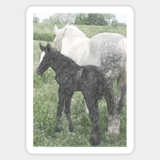 Percheron Colt And Mare In Pasture Digital Art Sticker